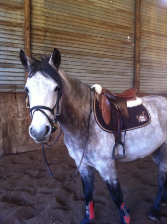 Vivaldi jeune cheval 